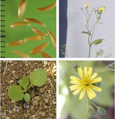 Nipplewort at four growth stages